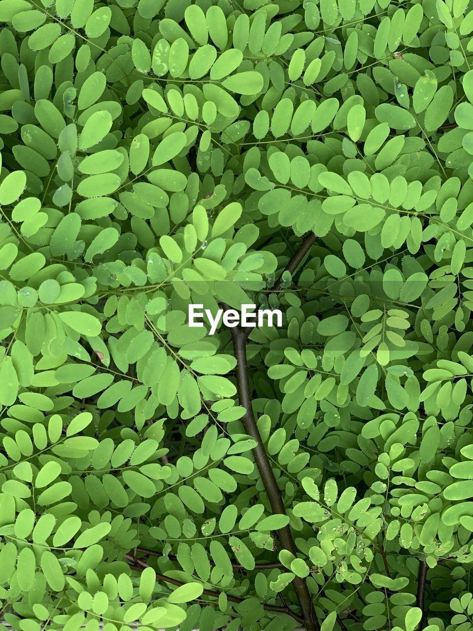 Full frame shot of leaf