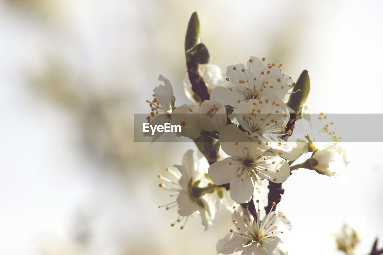 Close-up of white flowers against blurred background