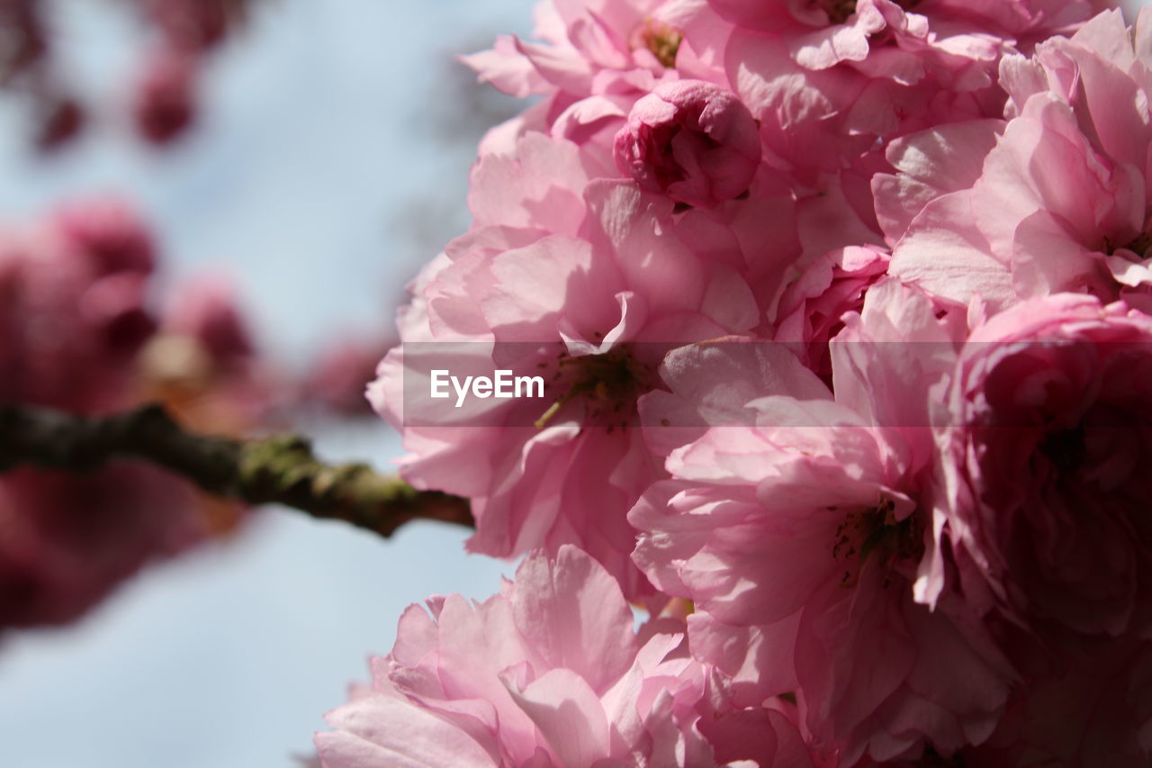 CLOSE-UP OF PINK CHERRY BLOSSOM FLOWERS