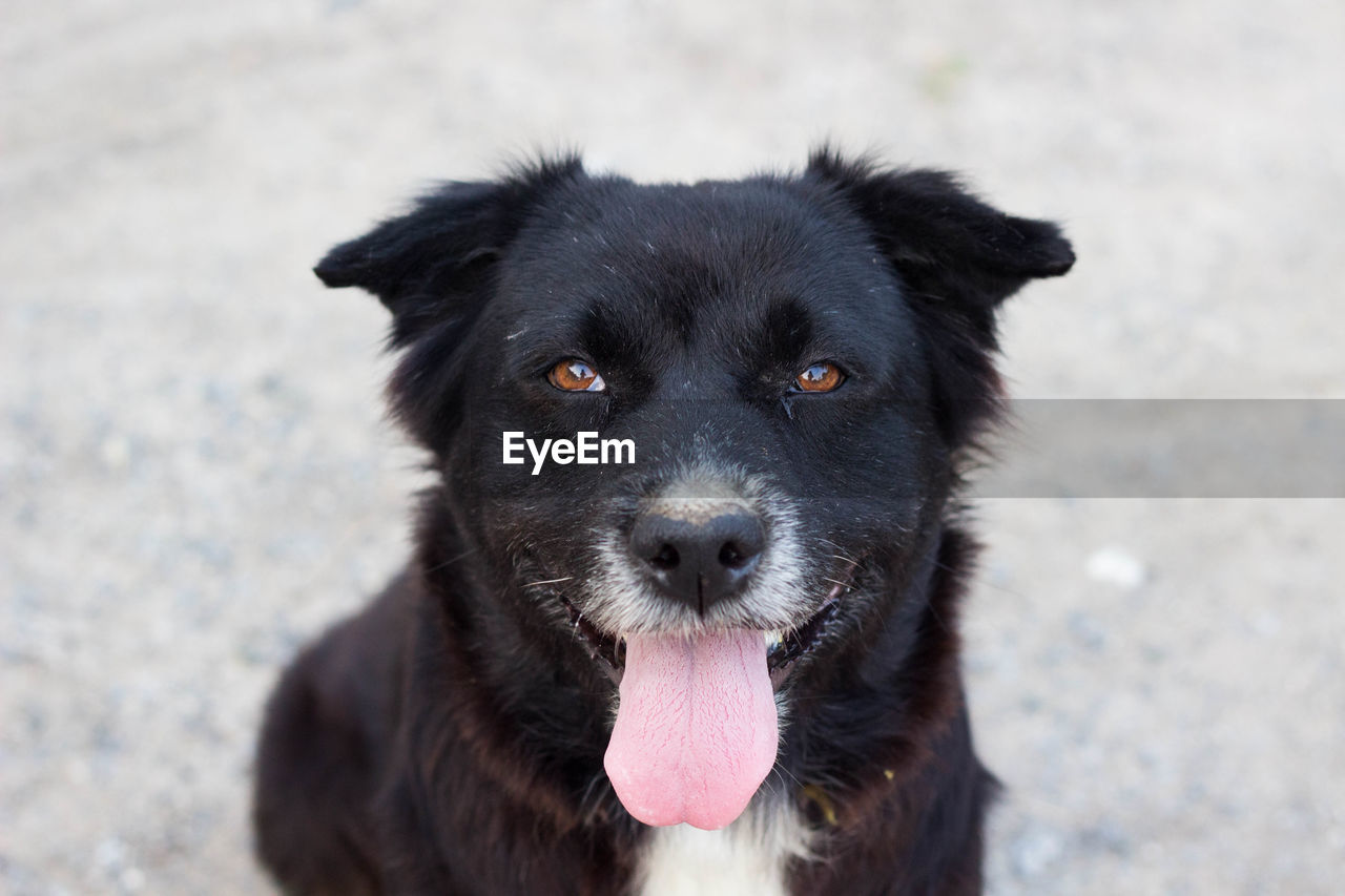 CLOSE-UP PORTRAIT OF A DOG