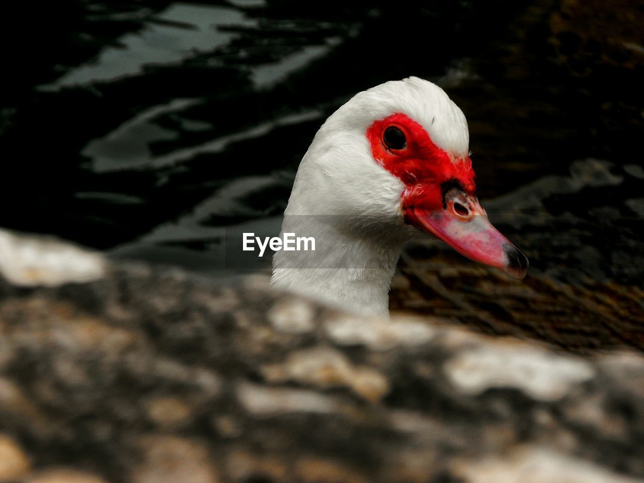 CLOSE-UP OF BIRD