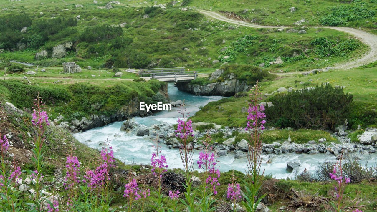 SCENIC VIEW OF FLOWERING PLANTS BY STREAM