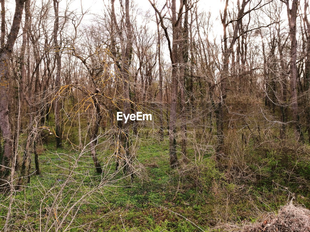 FULL FRAME SHOT OF TREE IN FOREST