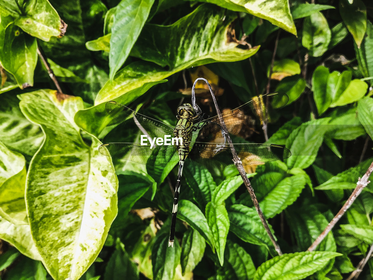 Insect ,dragon fly on leaf