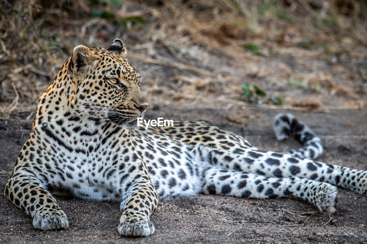 leopard on field
