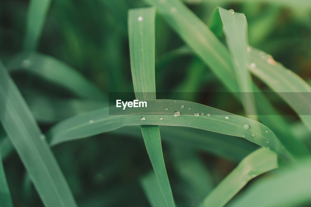 CLOSE-UP OF WET PLANT