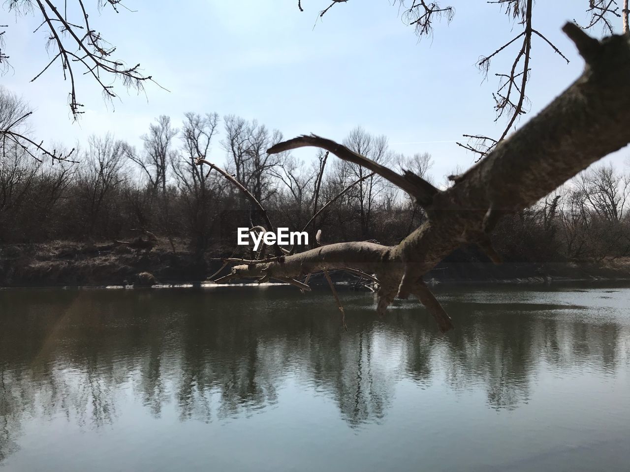 REFLECTION OF BARE TREES IN WATER