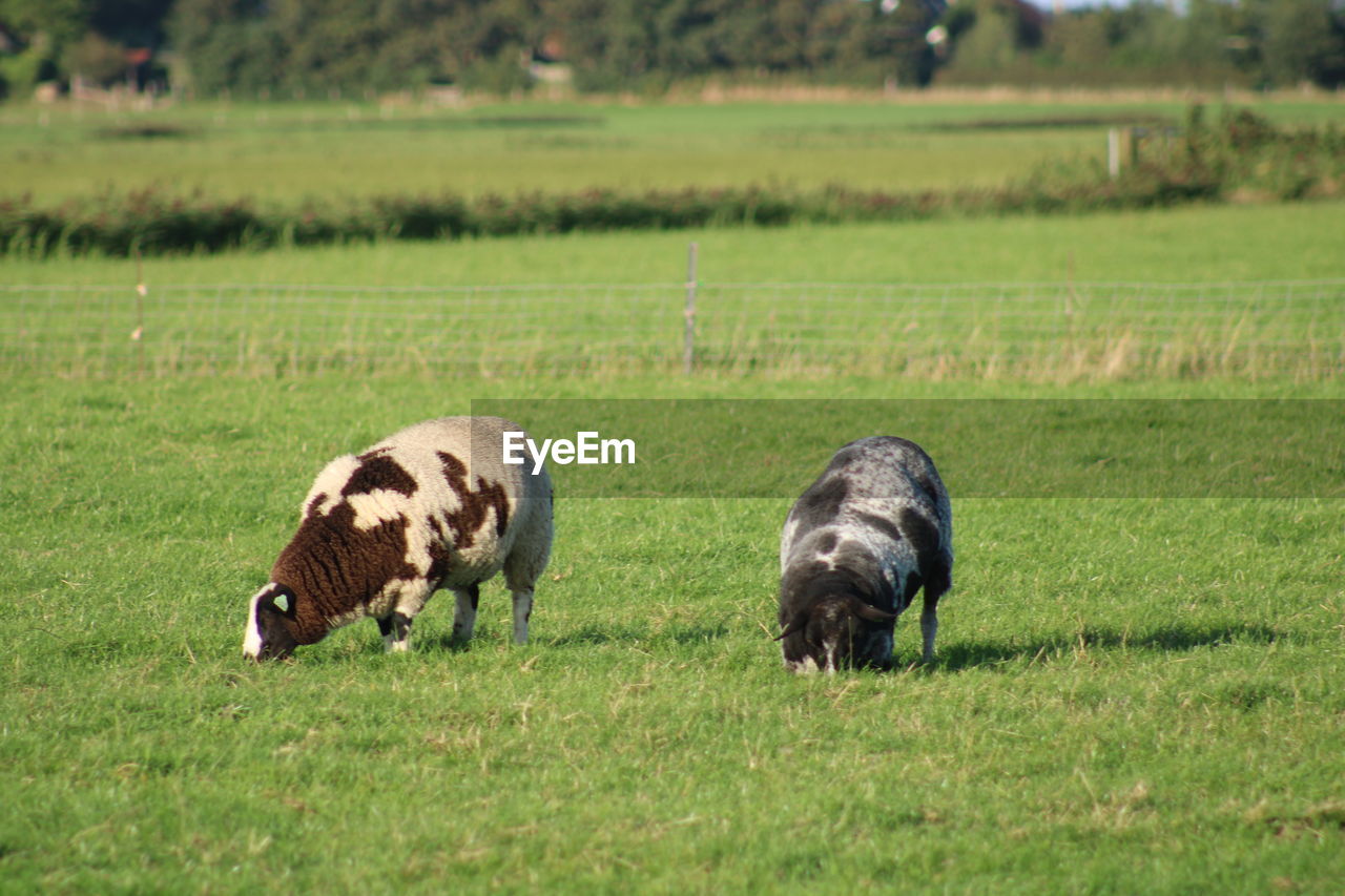 HERD OF SHEEP GRAZING IN FIELD