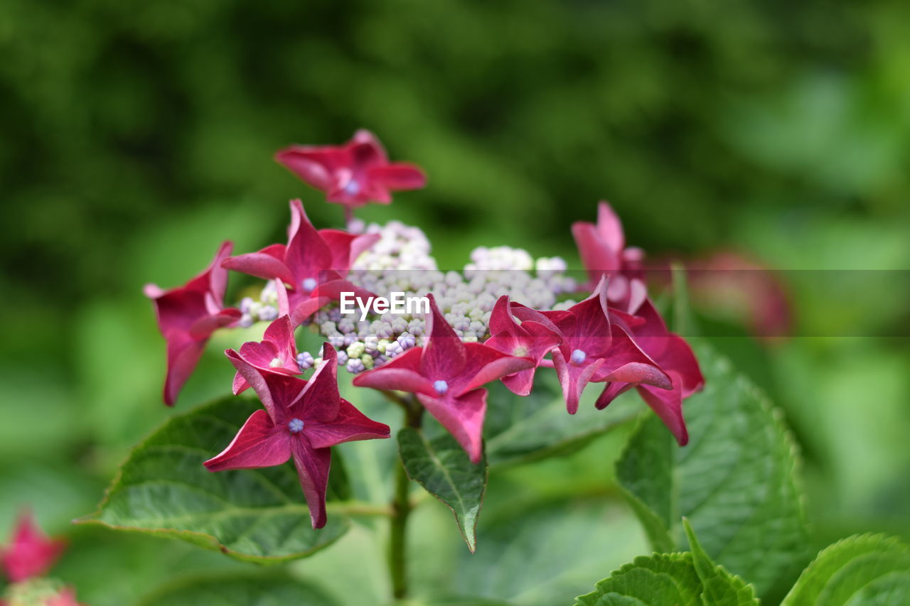 Close-up of pink flowering plant with red leaves