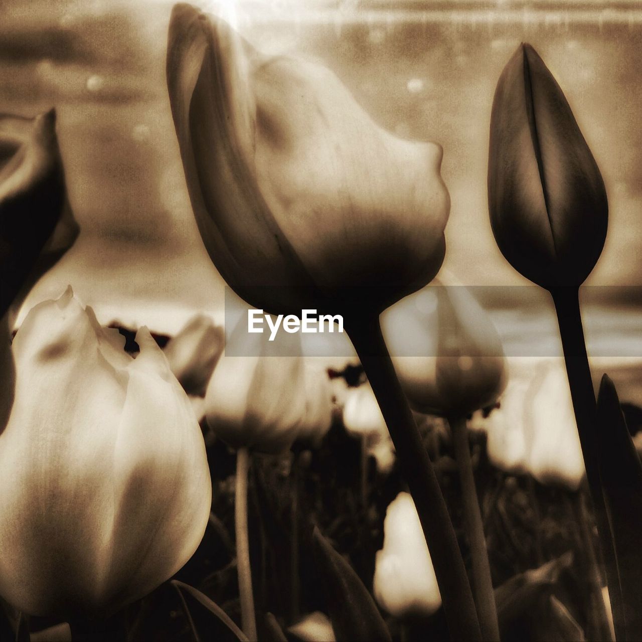 CLOSE-UP OF FLOWERS AGAINST BLURRED BACKGROUND