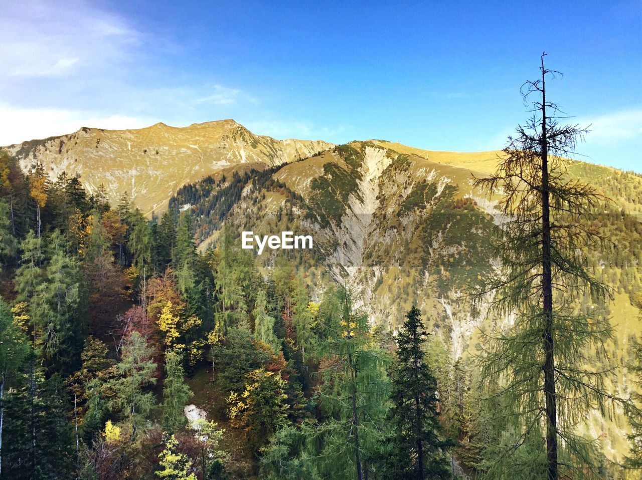 Panoramic shot of trees on landscape against mountain range