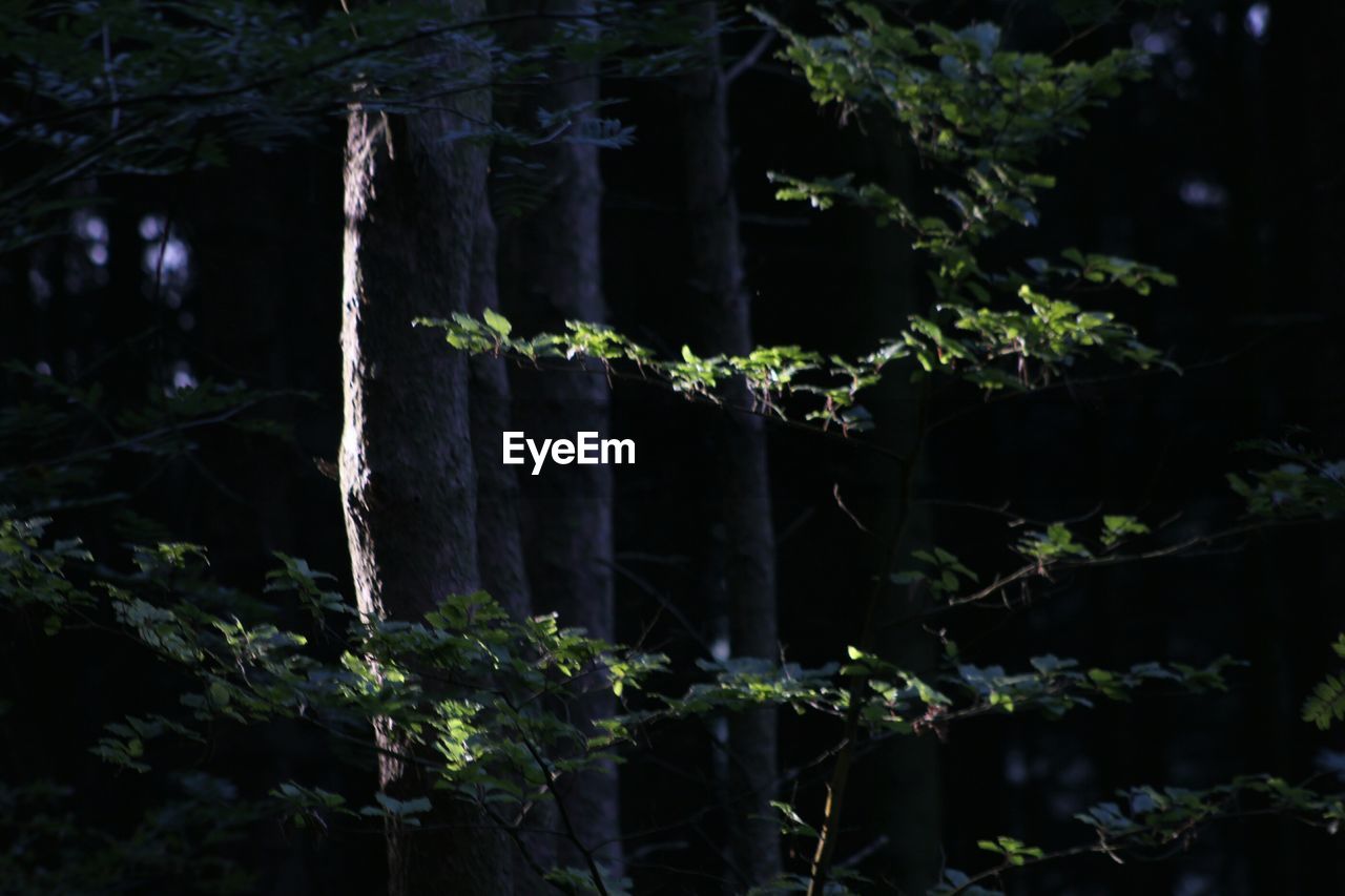 PLANTS GROWING IN FOREST