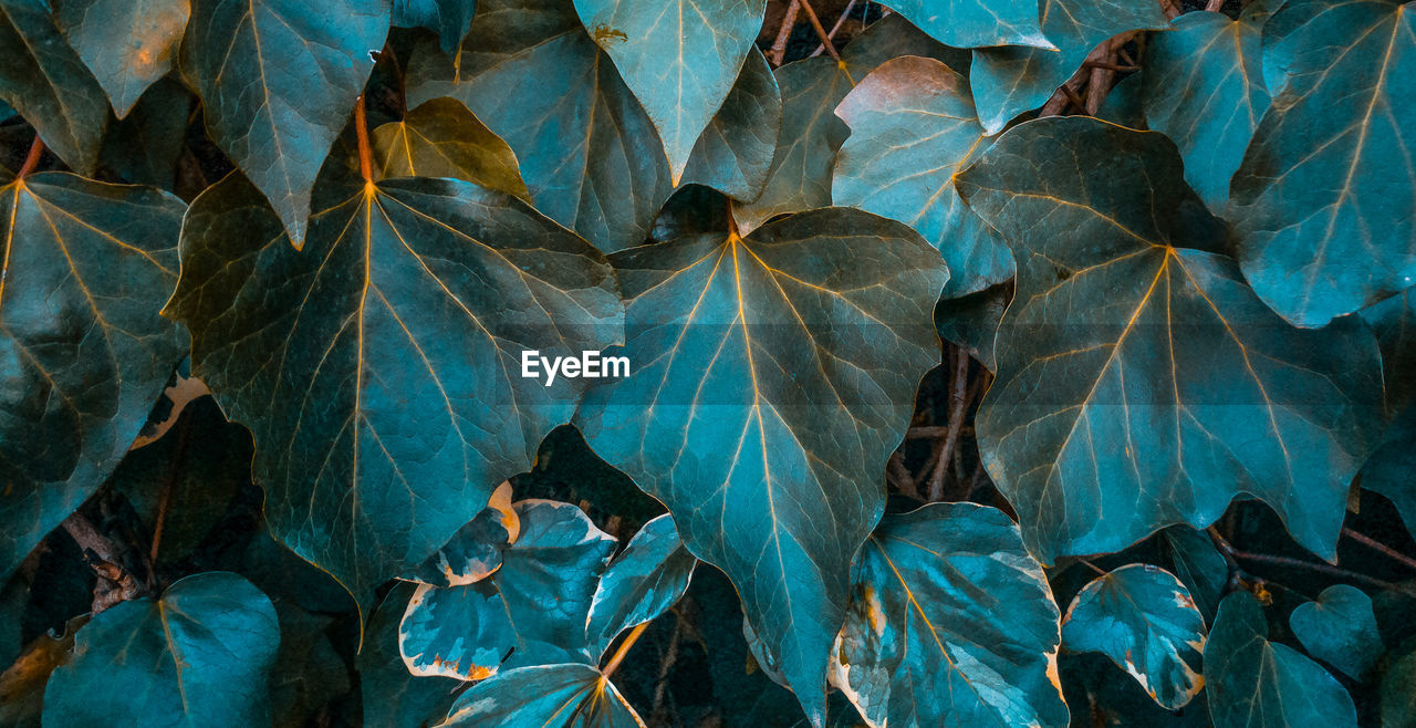 Full frame shot of plants