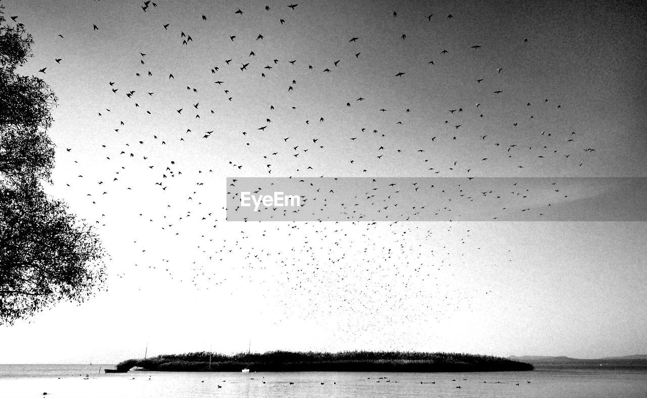 FLOCK OF BIRDS FLYING IN SEA