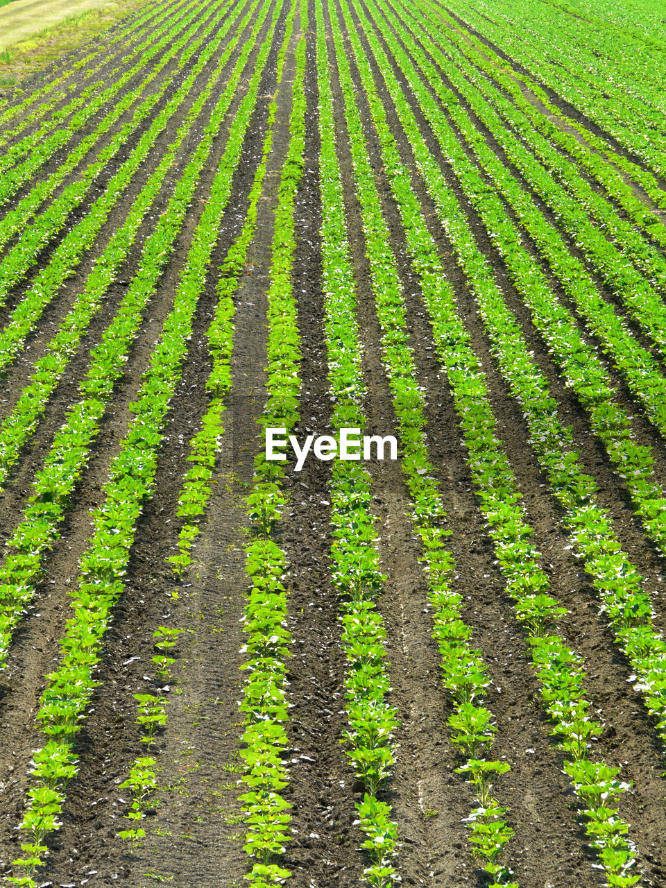 VIEW OF CORN FIELD