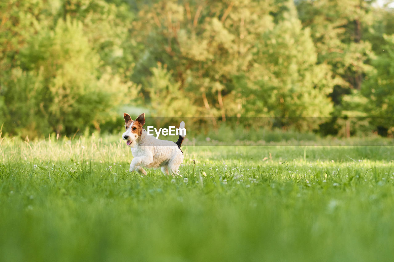 VIEW OF DOG ON FIELD