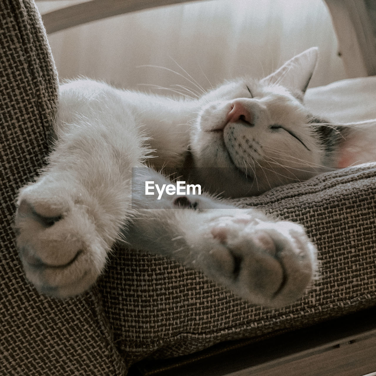 CLOSE-UP OF CAT LYING DOWN ON SOFA