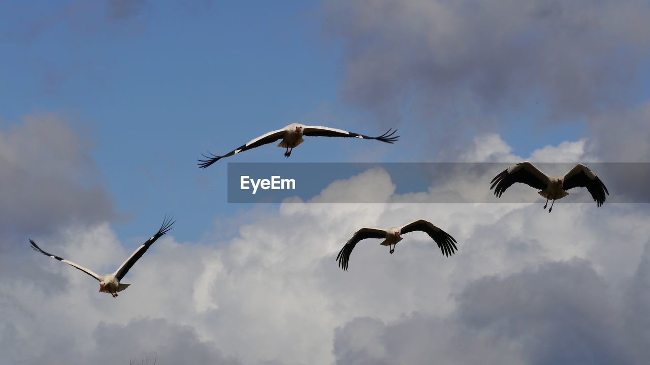 Low angle view of storks flying in sky