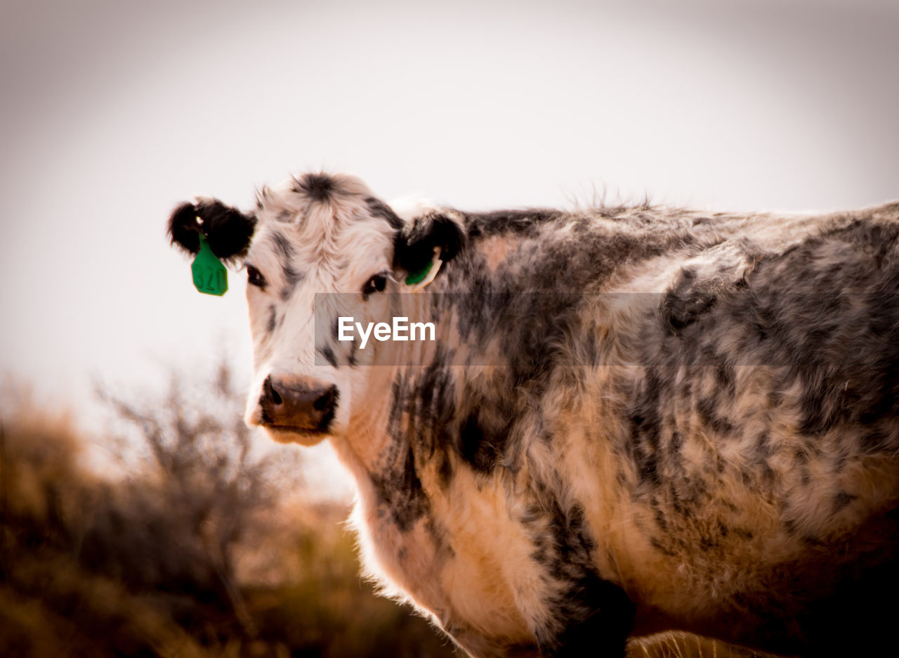 close-up of cow standing on field