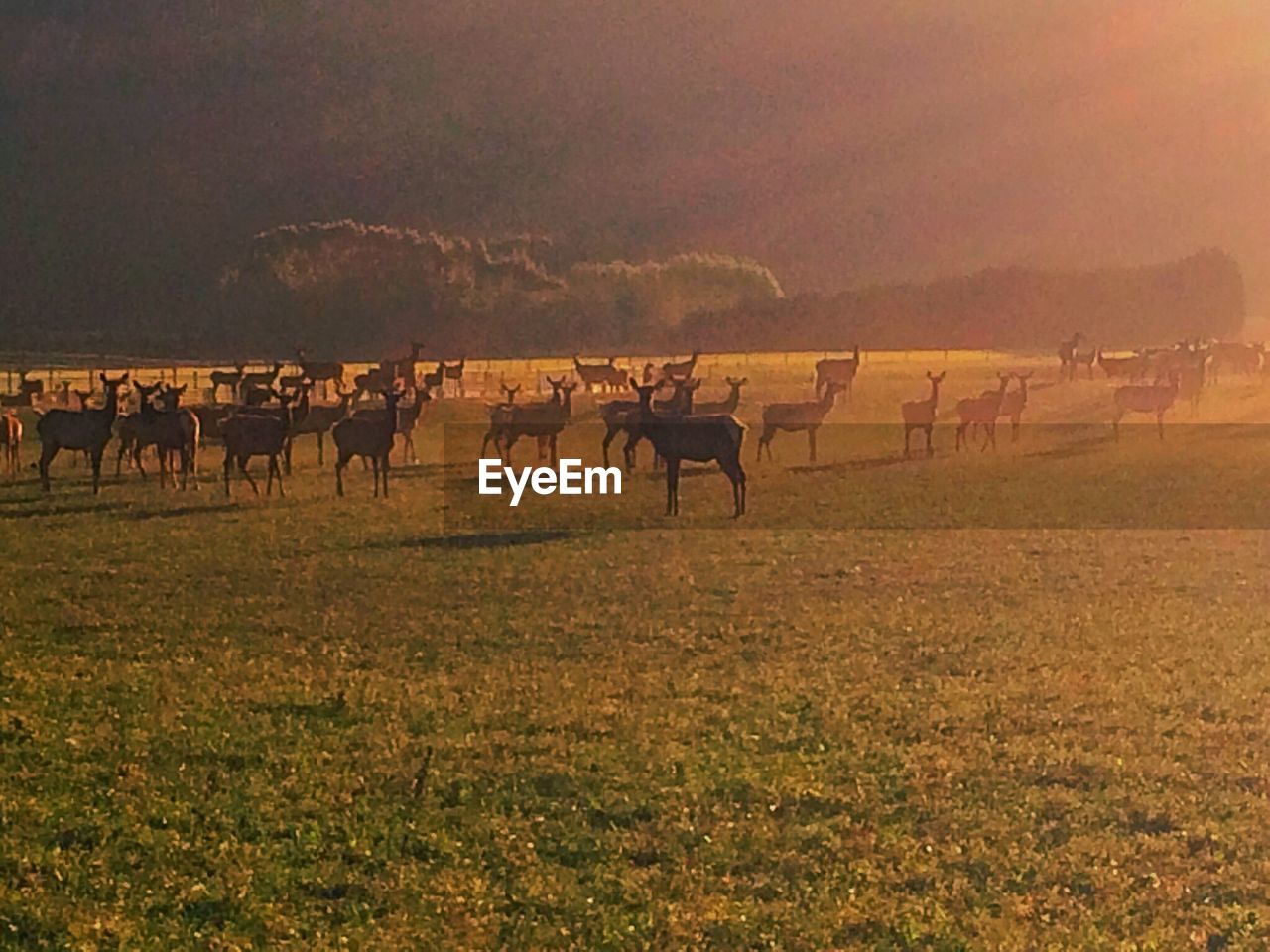 HORSES ON LANDSCAPE AGAINST SUNSET SKY