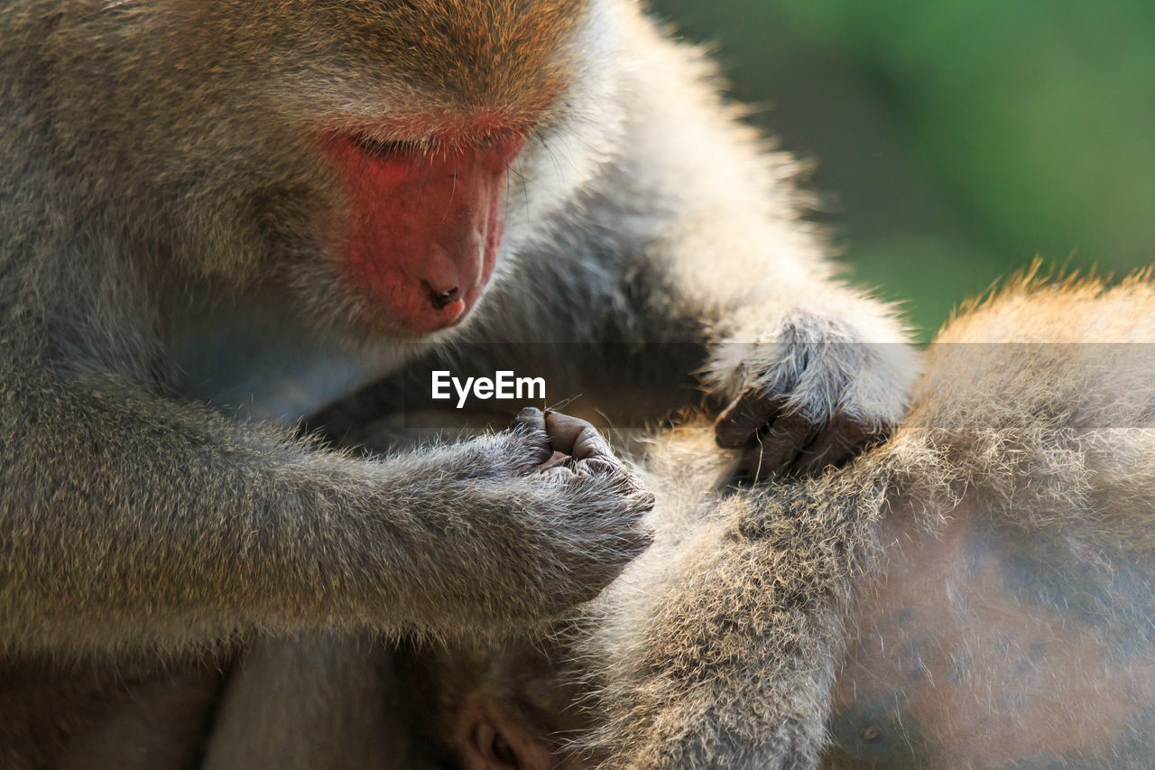 Close-up of two monkeys