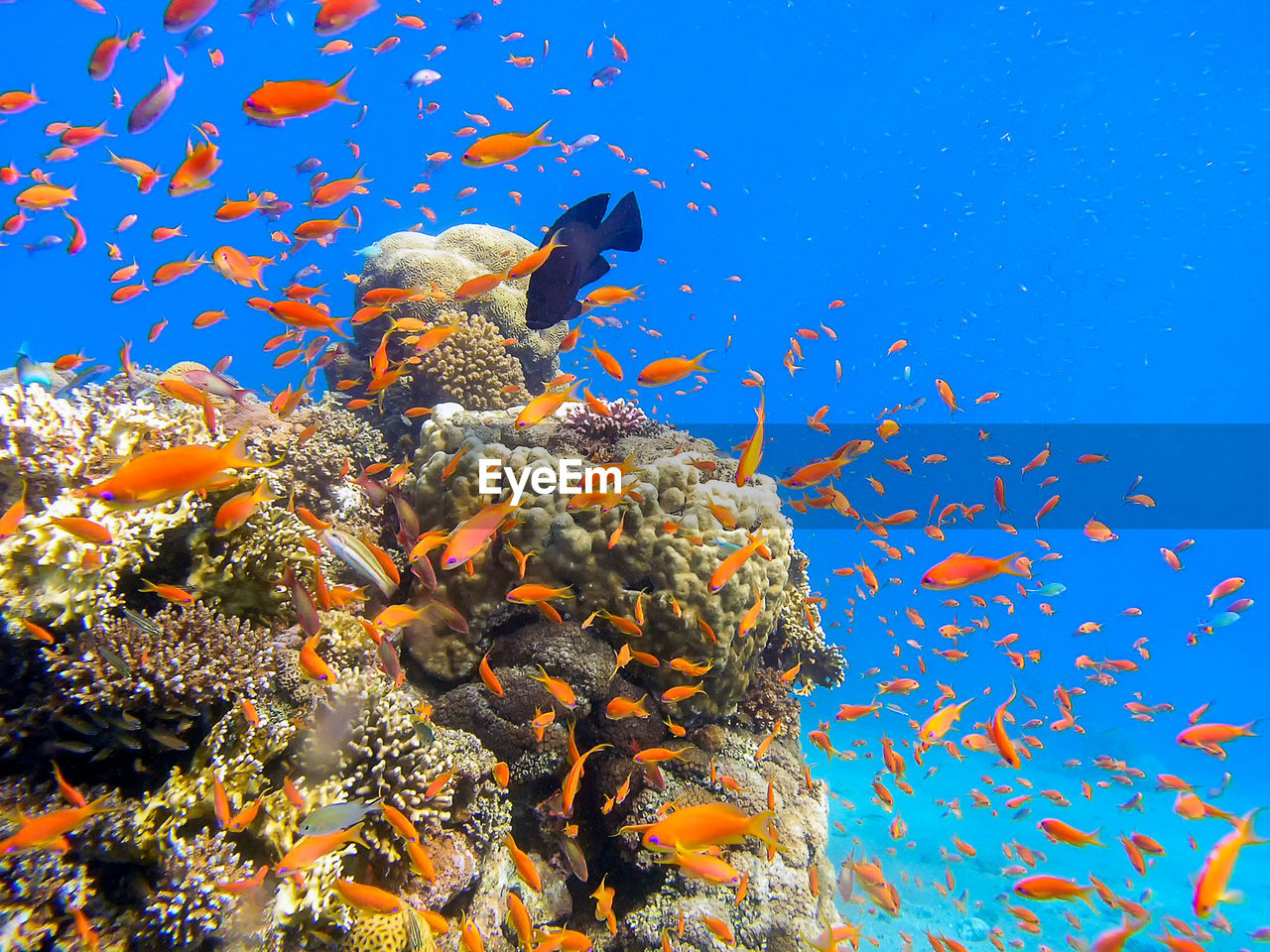 Golden anthias in the red sea