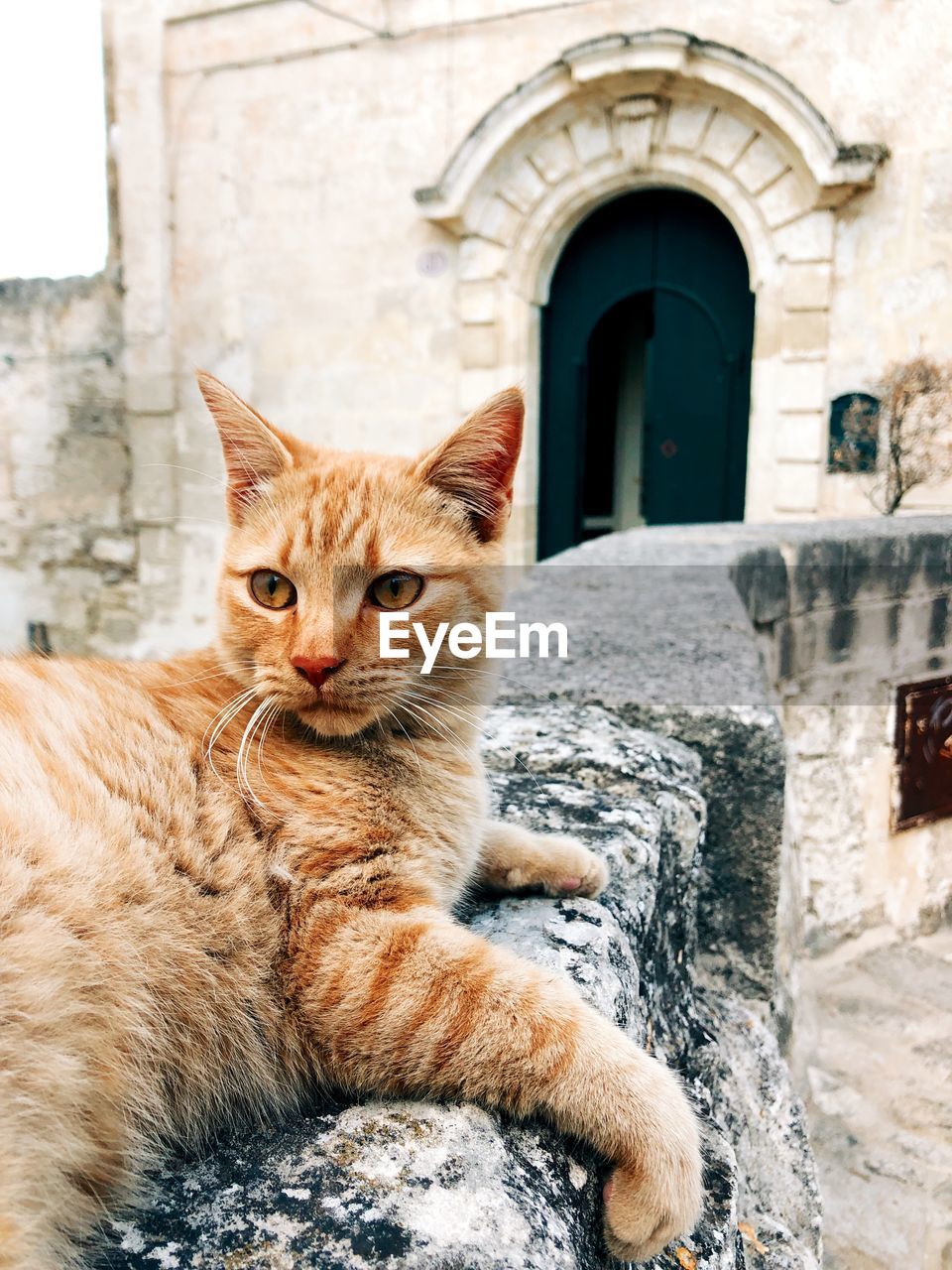 CAT LYING IN BUILDING