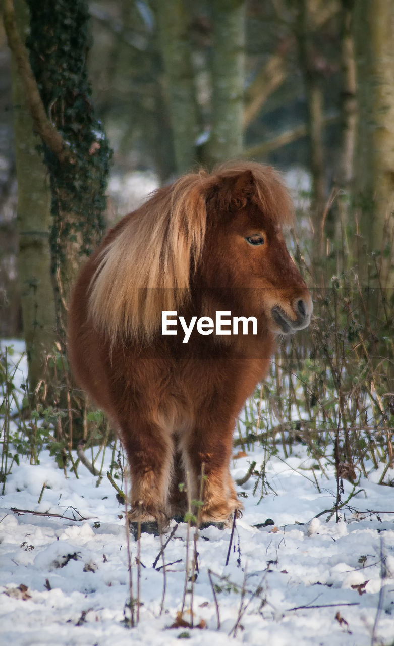 Pony standing on field during winter