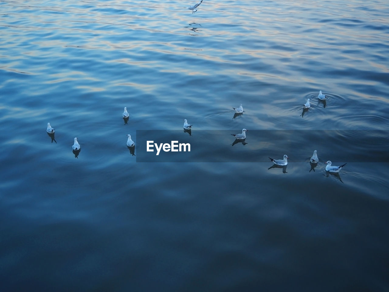 View of birds floating in water