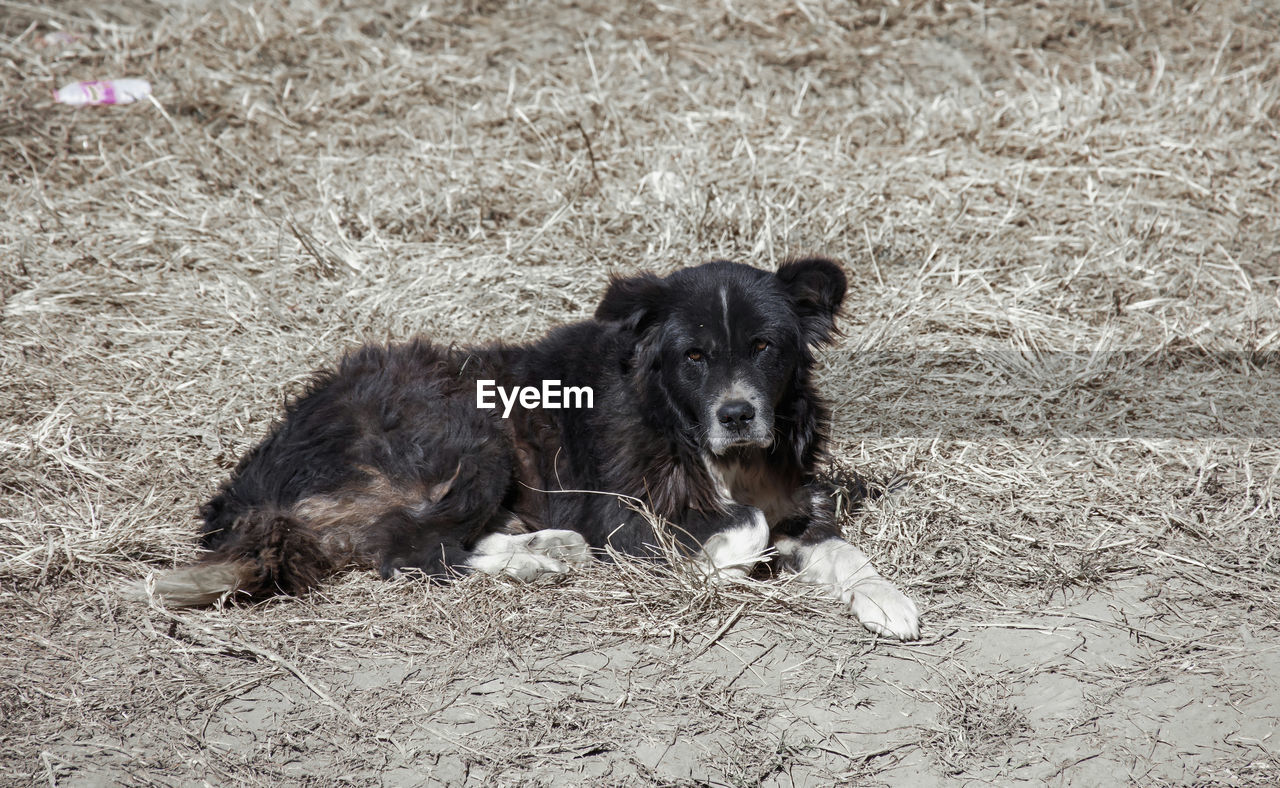 PORTRAIT OF DOG SITTING ON LAND