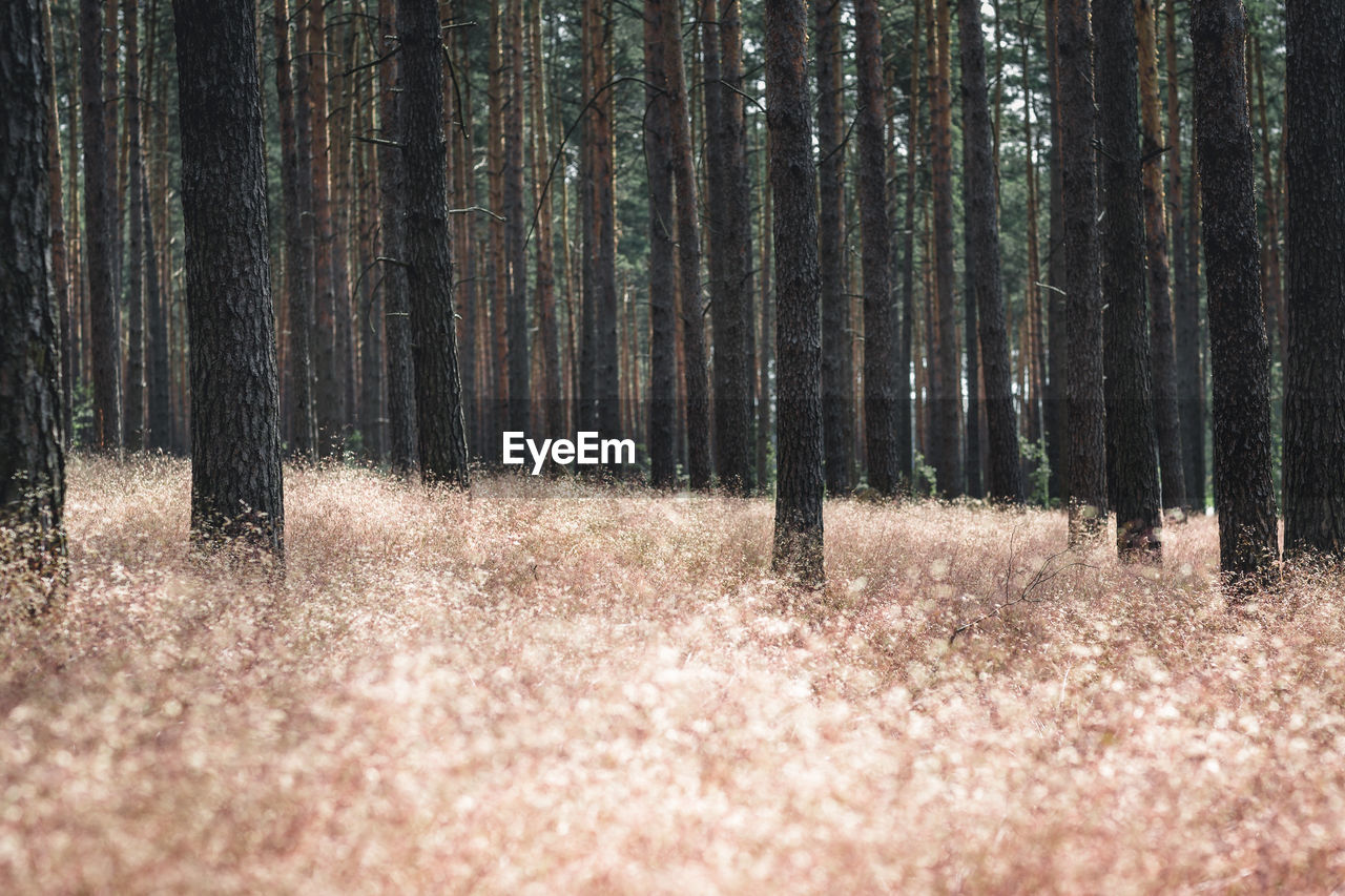 Pine trees in forest