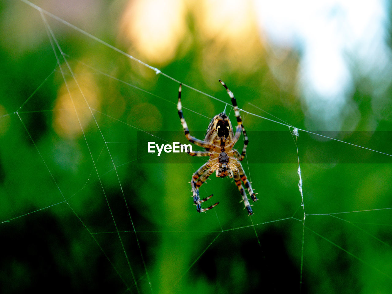 CLOSE-UP OF SPIDER WEB