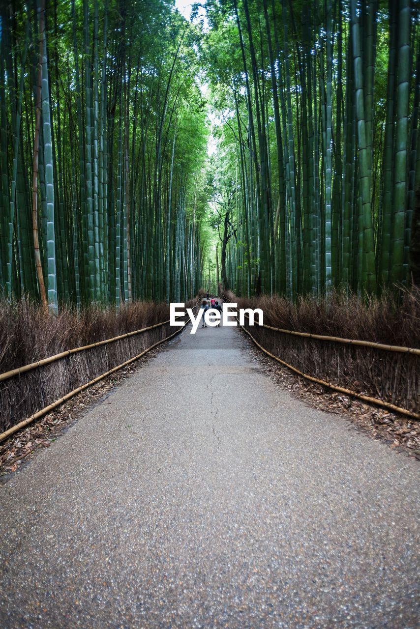 Rear view of people walking on walkway amidst bamboo grove