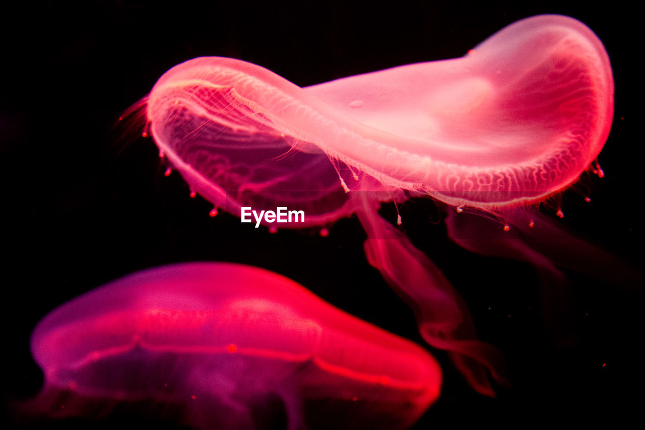 CLOSE-UP OF JELLYFISH SWIMMING IN WATER