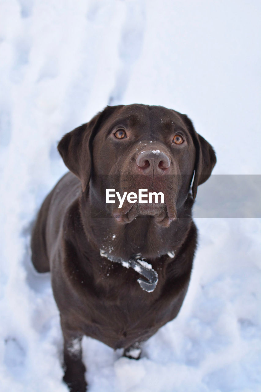 PORTRAIT OF DOG LOOKING AWAY