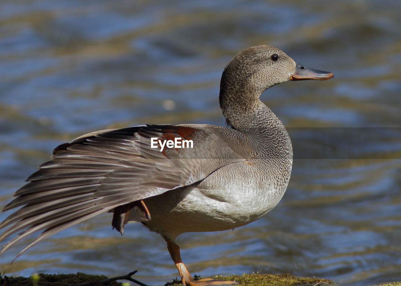 CLOSE-UP SIDE VIEW OF A BIRD IN LAKE