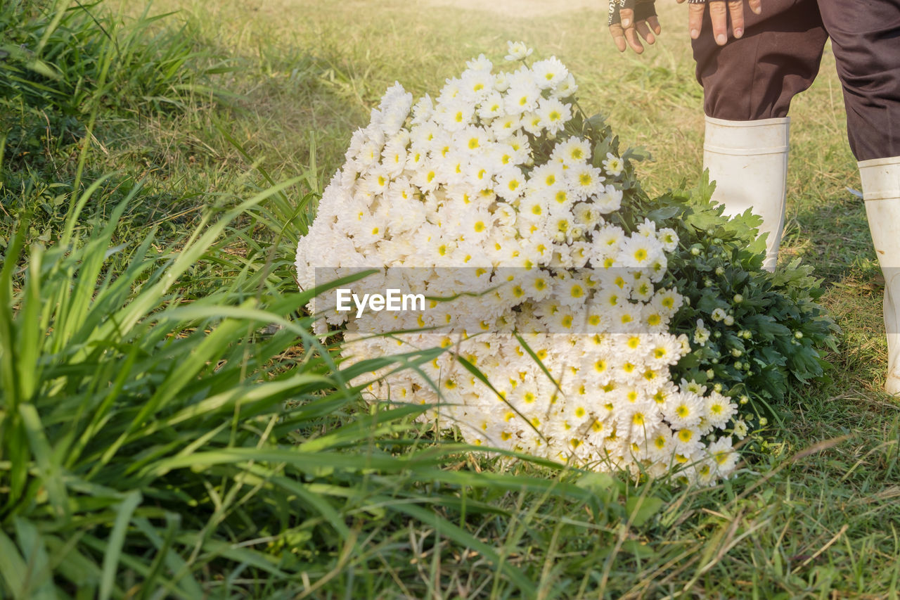 Low section of person standing on grass by flowers