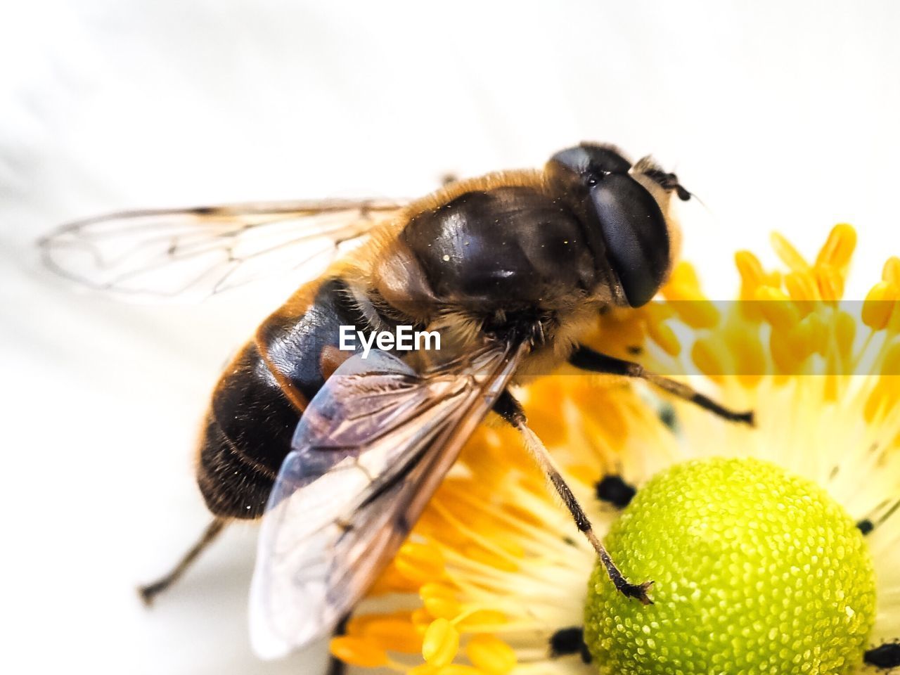 Close-up of bee pollinating on flower