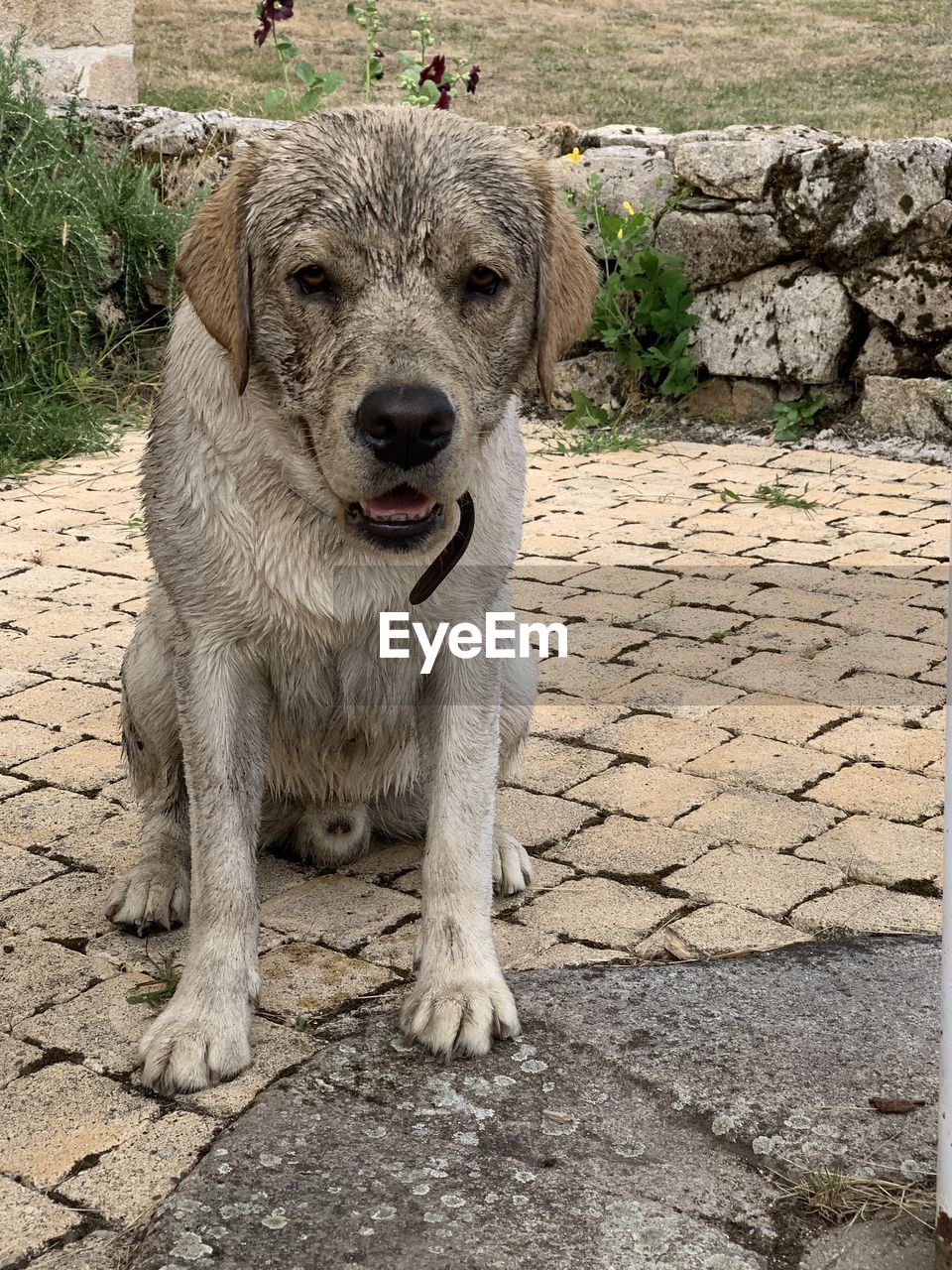 PORTRAIT OF DOG ON ROCK FOOTPATH