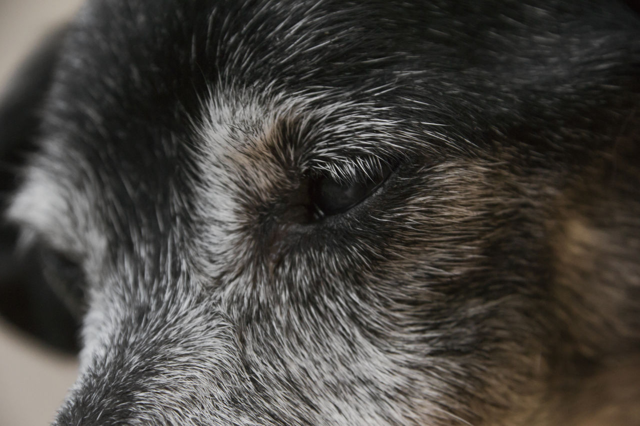 CLOSE-UP OF DOG EYE