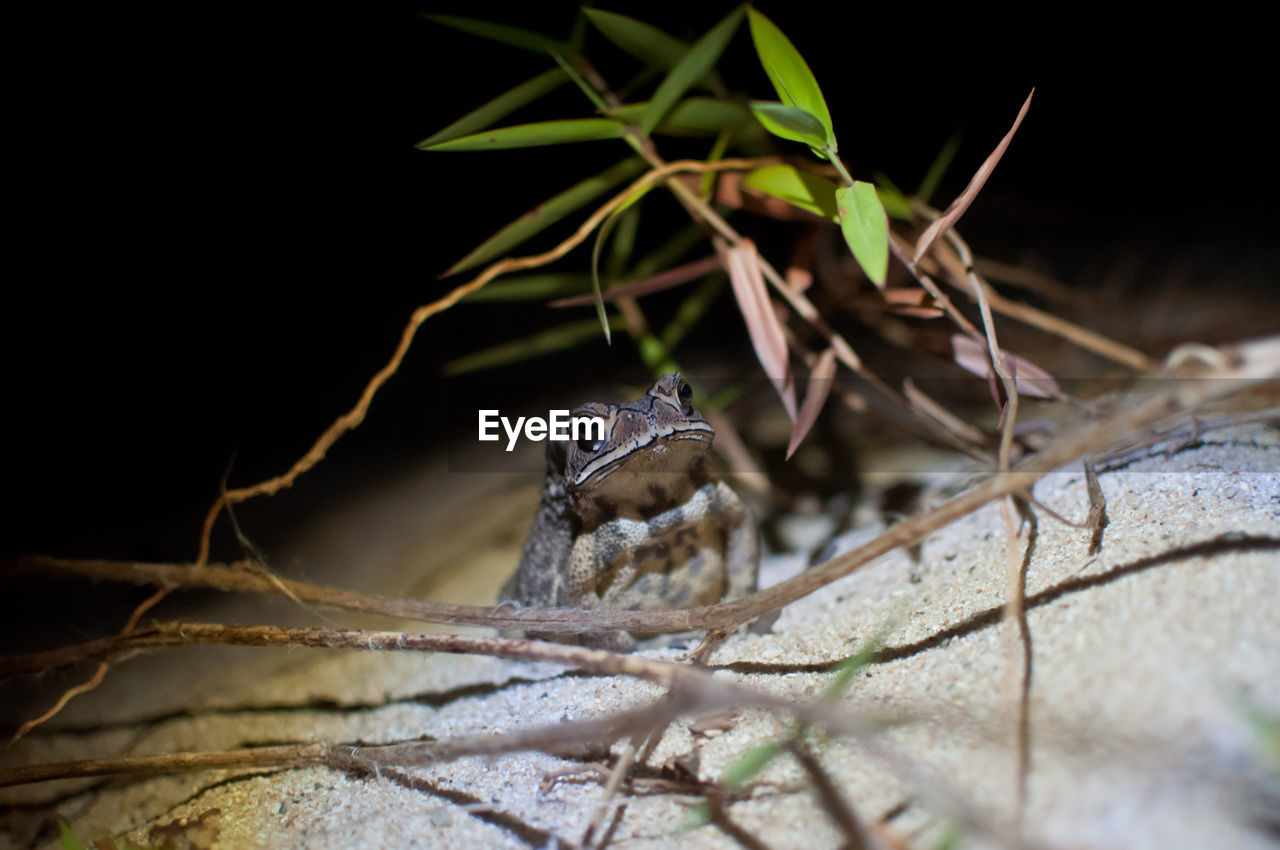 Close-up of frog on plant