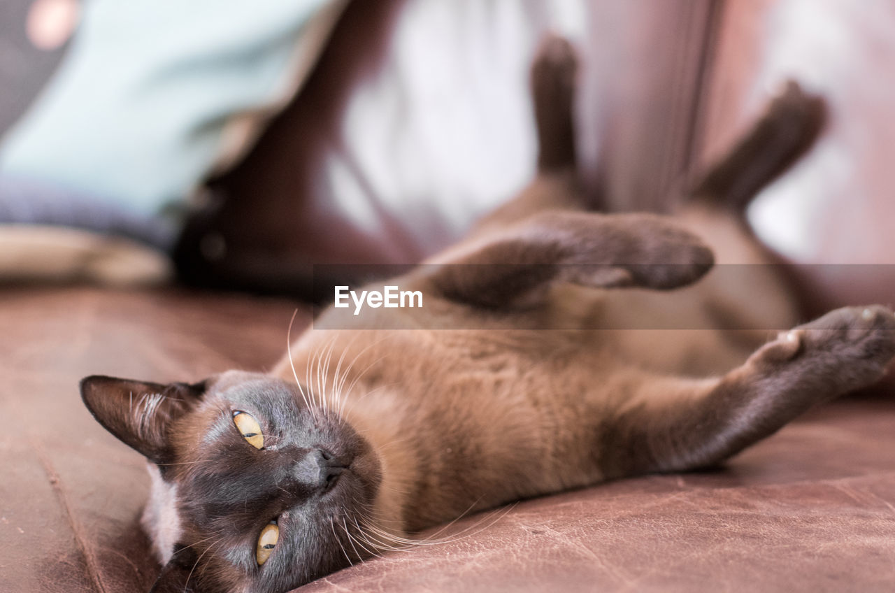 Close-up portrait of burmese cat resting on sofa