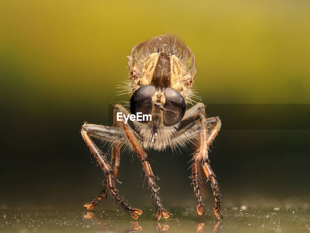 CLOSE-UP OF SPIDER ON ROCK