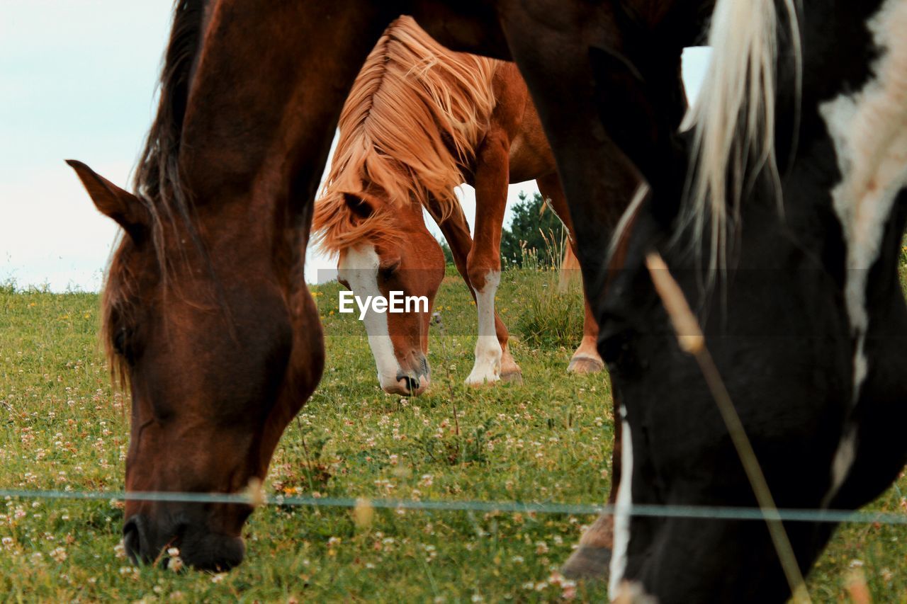 HORSES GRAZING IN FIELD