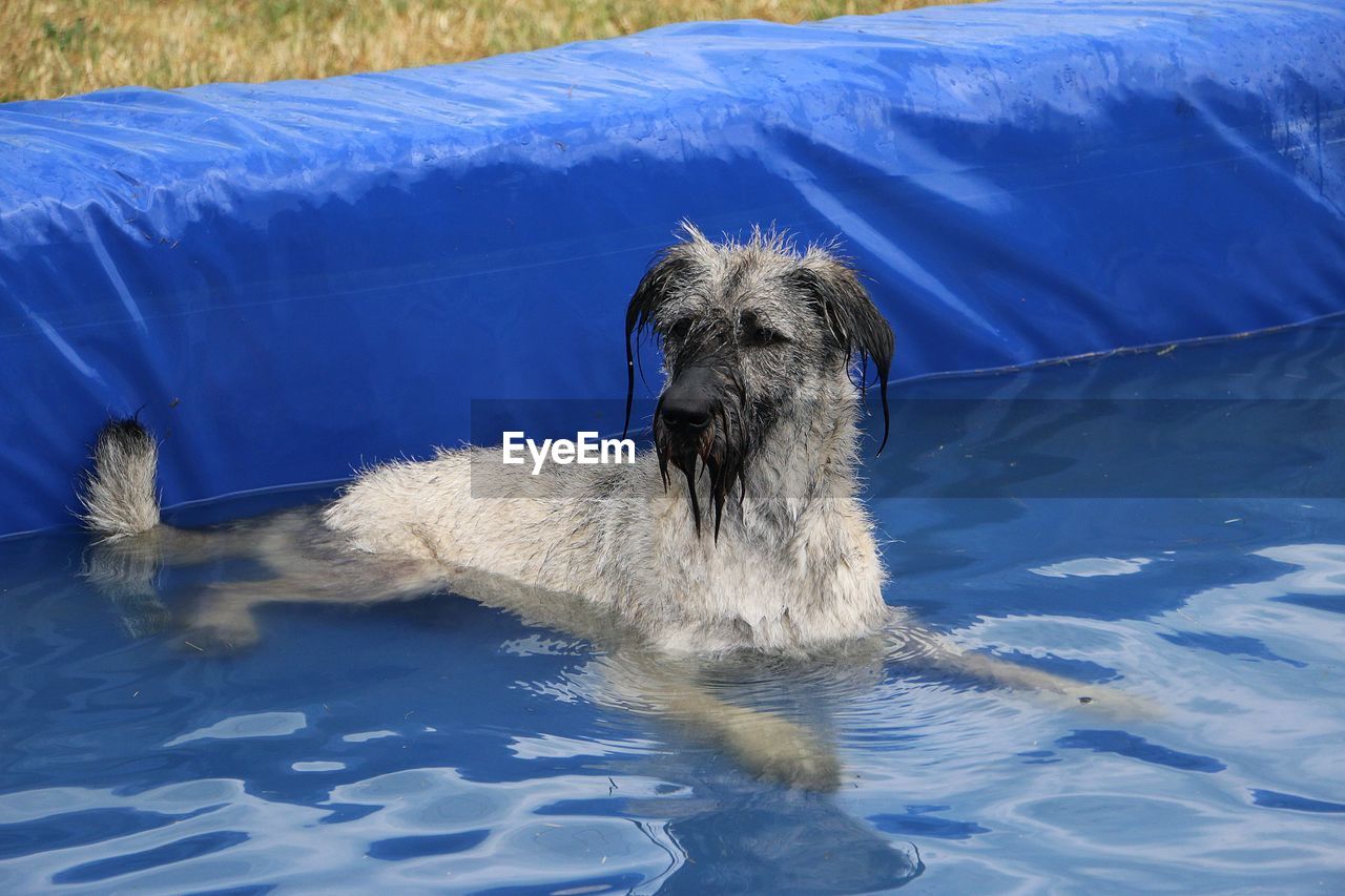 VIEW OF DOG ON LAKE