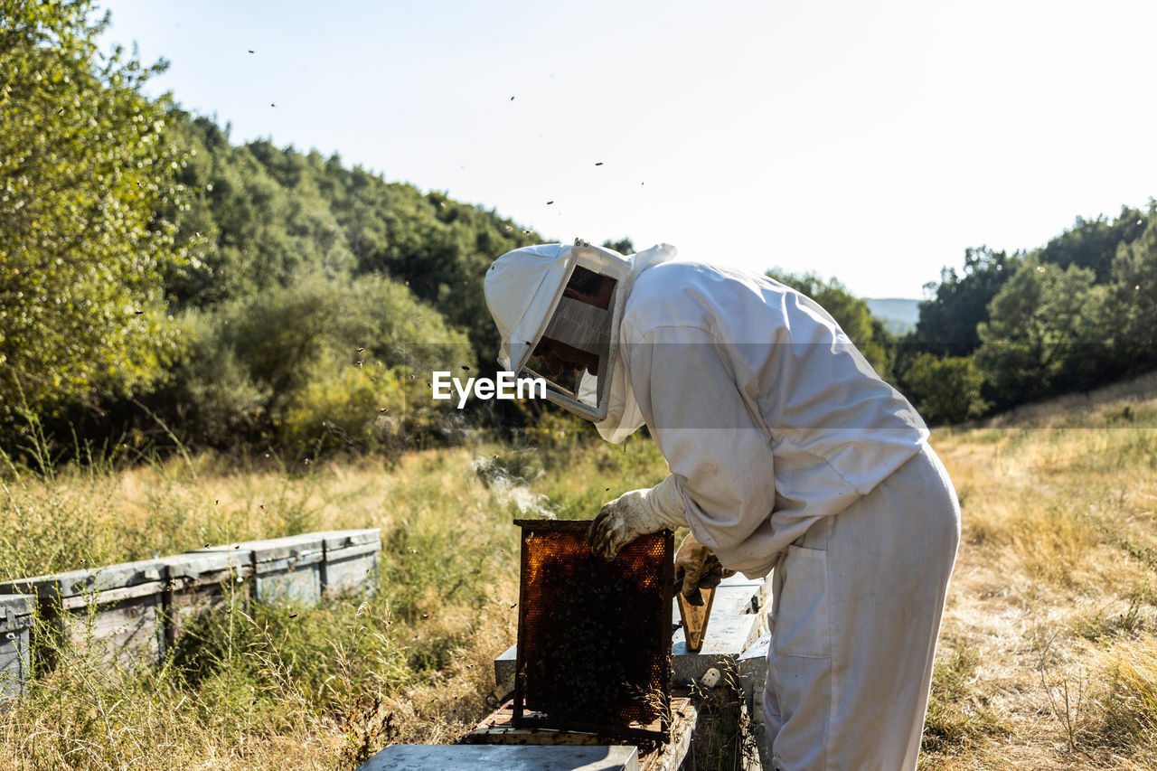 Male beekeeper in white protective costume taking honeycomb frame from hive while working in apiary in sunny summer day