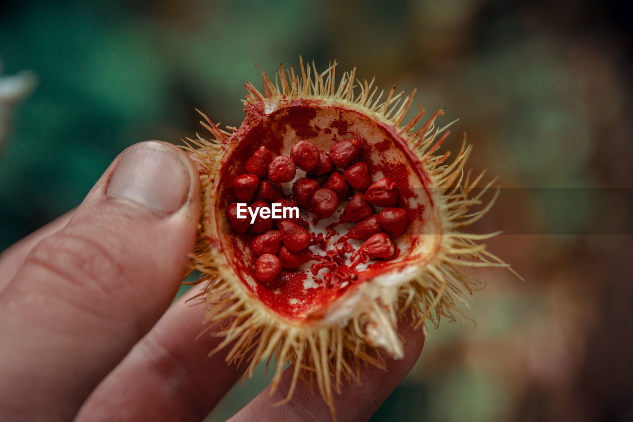 Close-up of hand holding fruit