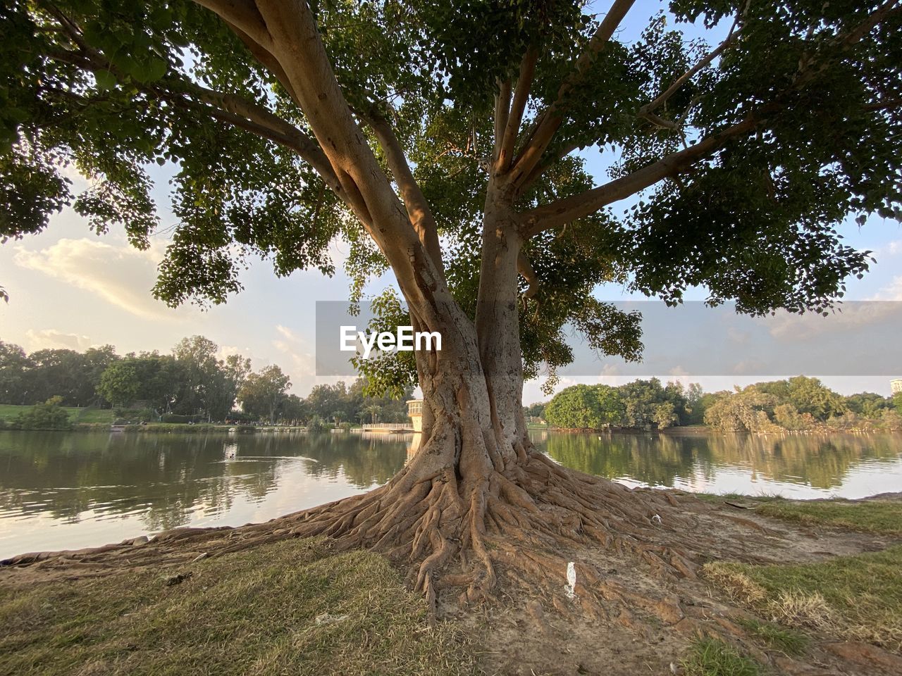 TREE BY LAKE AGAINST SKY