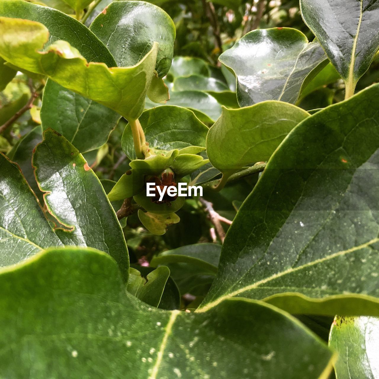 CLOSE-UP OF GREEN PLANT