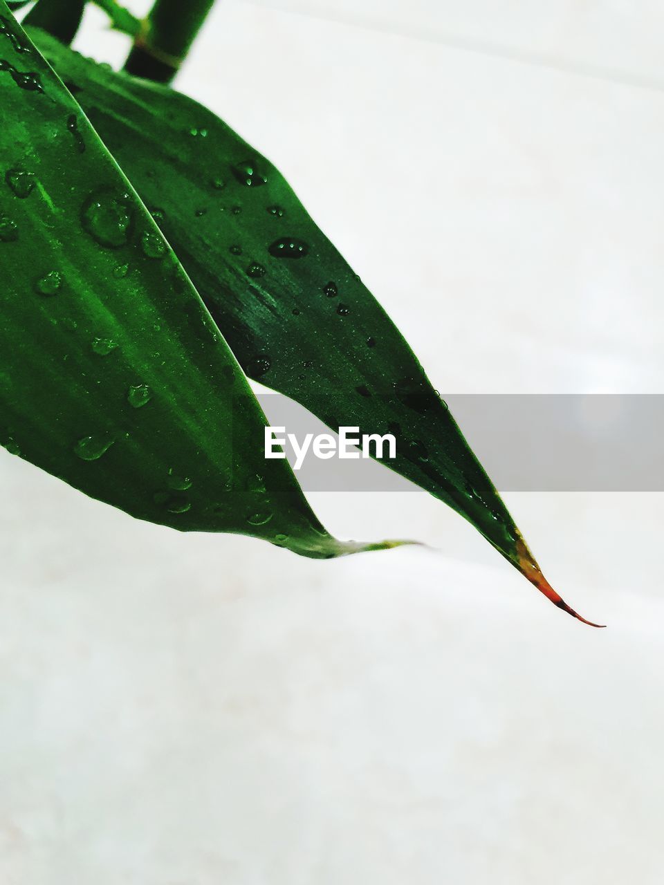 CLOSE-UP OF WATER DROPS ON PLANT